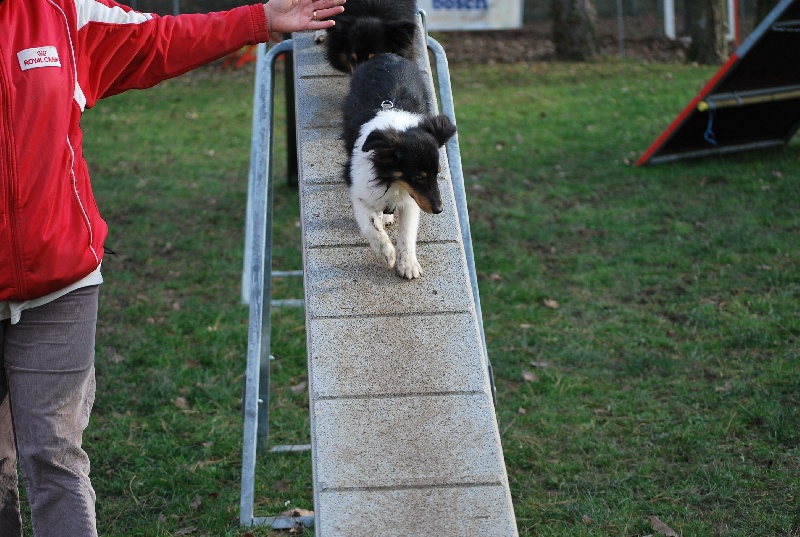 E'blitz de la Pie Voleuse