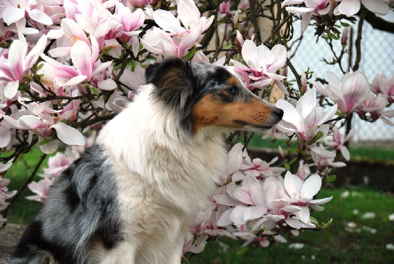 Font'isis blue girl de la Pie Voleuse